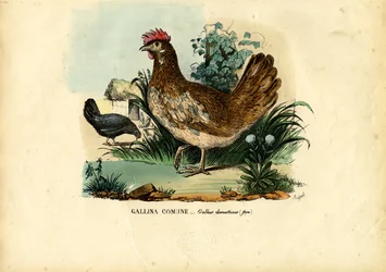 Poulet, 1863-79